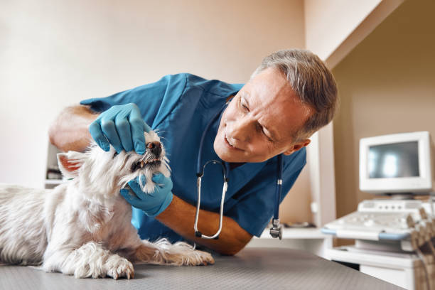 Best Emergency Root Canal Treatment in Forrest, IL